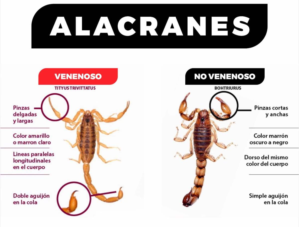 VENENO TRAMPAS PARA ALACRANES Y ESCORPIONES TIENDA PLAGAS ONLINE